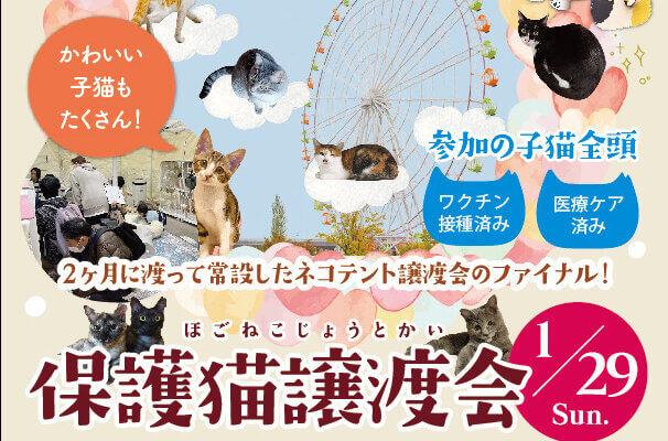 1月29日（日）！岐阜県最大級　子猫＆保護猫譲渡会!　オアシスパーク毎日保護猫譲渡会＆ふれあい会フィナーレイベント！30匹以上の可愛い子猫が大集合！