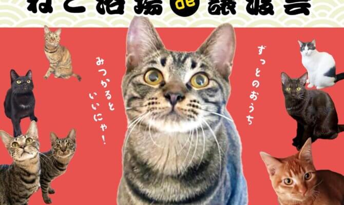 ♨️大阪猫浴場♨️ぷち保護猫譲渡会を開催します！普段猫浴場では出会えない猫たちが集合します！！