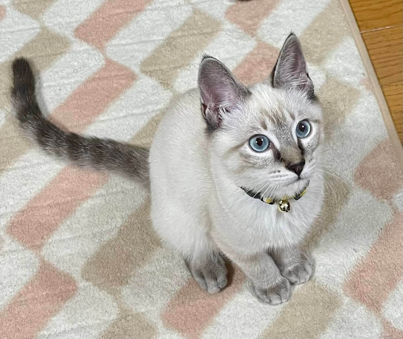 灰灰アメショー様専用