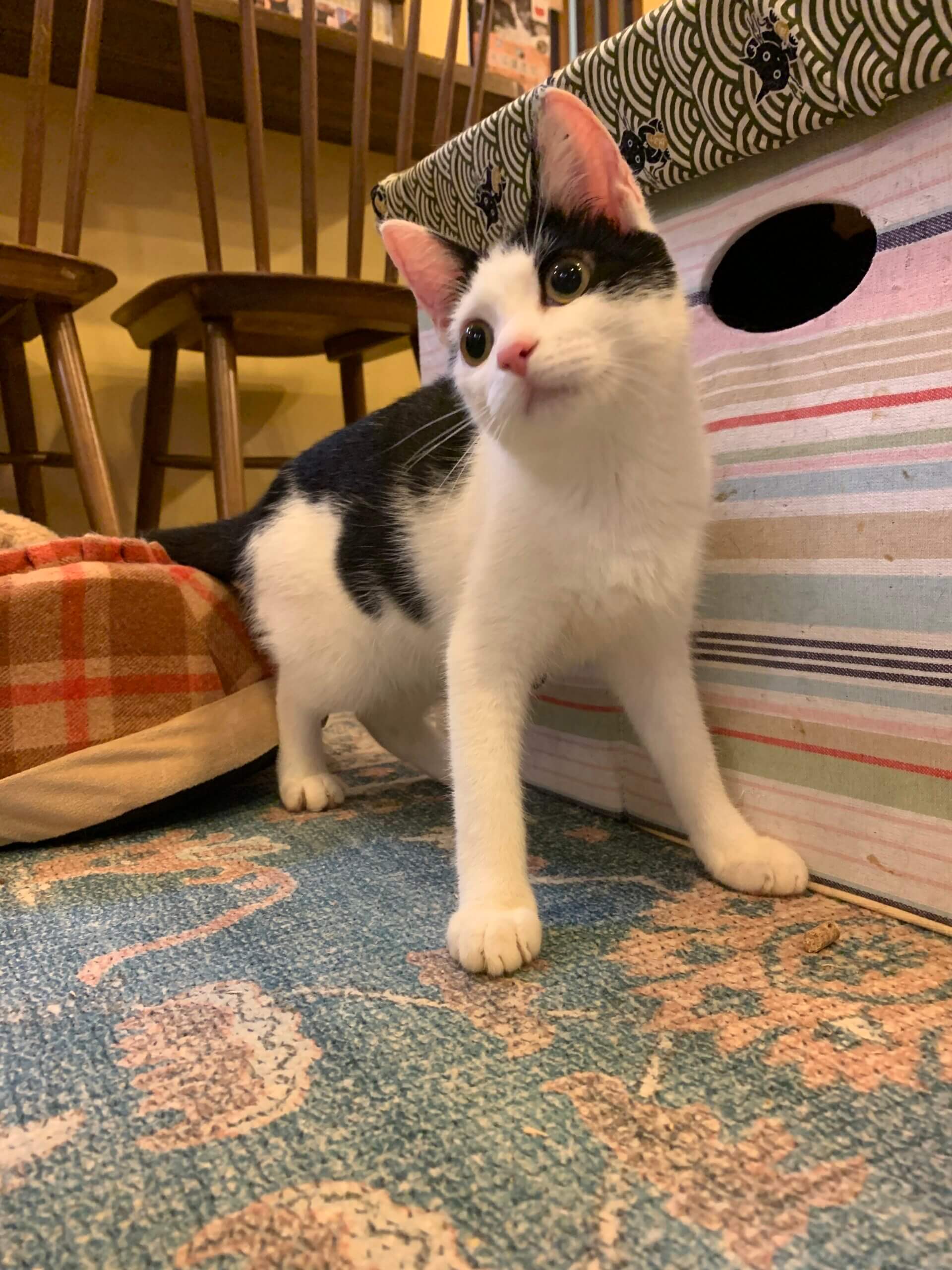 【美品】オリバーガル CHANEL ネコ　猫 美品】オリバーガル CHANEL ネコ 猫 美品】オリバーガル CHANEL ネコ