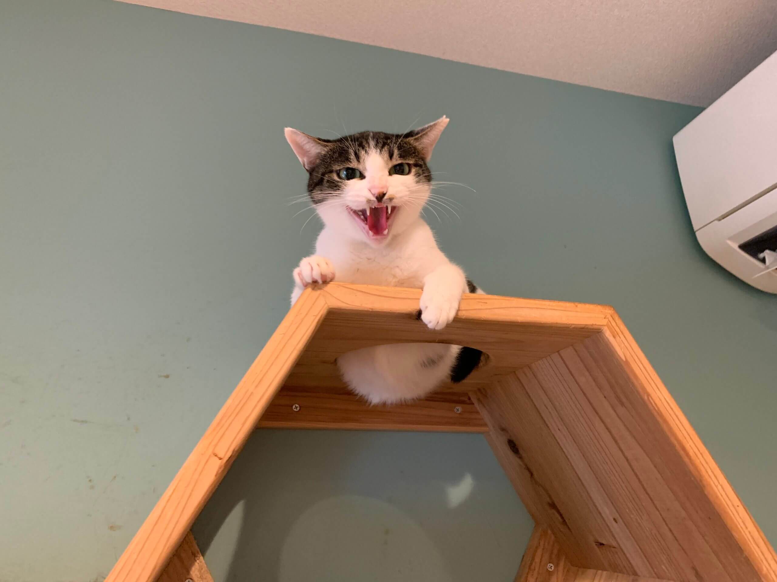 タイムセール　バカラ　ネコ　フィギュリン　アクロバットキャット　猫　ねこ　廃盤 金運を招くラッキーキャット｜TANKA 羽織黒猫（小・右手） – PASS THE