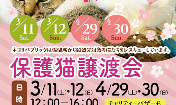 4月29日（土）30日（日）！岐阜県最大級　子猫＆保護猫譲渡会!　あたたかな春に、あたらしい家族を🐾