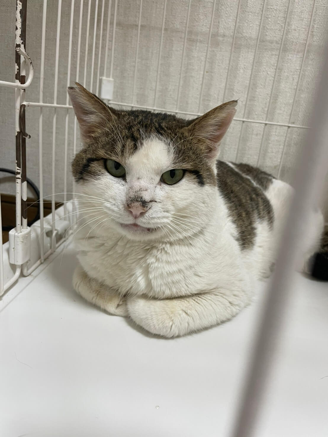 タイムセール　バカラ　ネコ　フィギュリン　アクロバットキャット　猫　ねこ　廃盤 金運を招くラッキーキャット｜TANKA 羽織黒猫（小・右手） – PASS THE