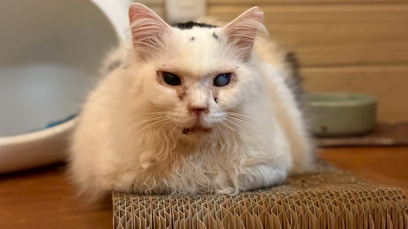 クイーン【ちびびの森シェルター】 | ネコリパブリック｜日本の猫の殺 
