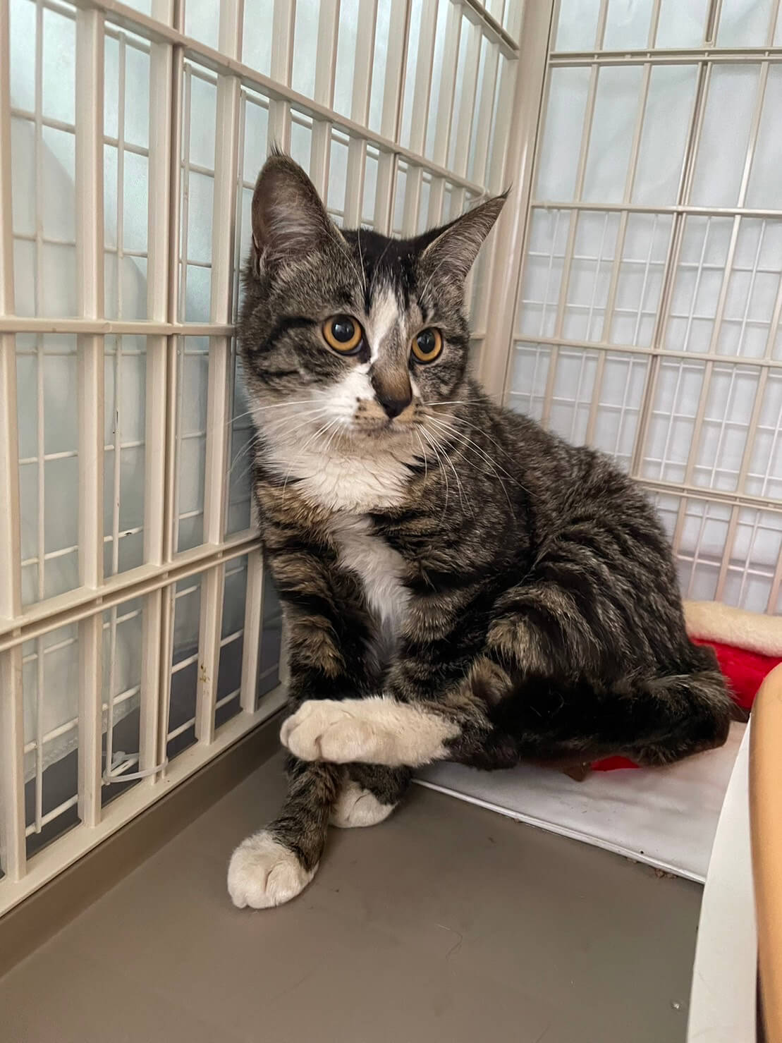 愛美(アイミ)【忍者猫カフェ猫影】 | ネコリパブリック｜日本の猫の殺