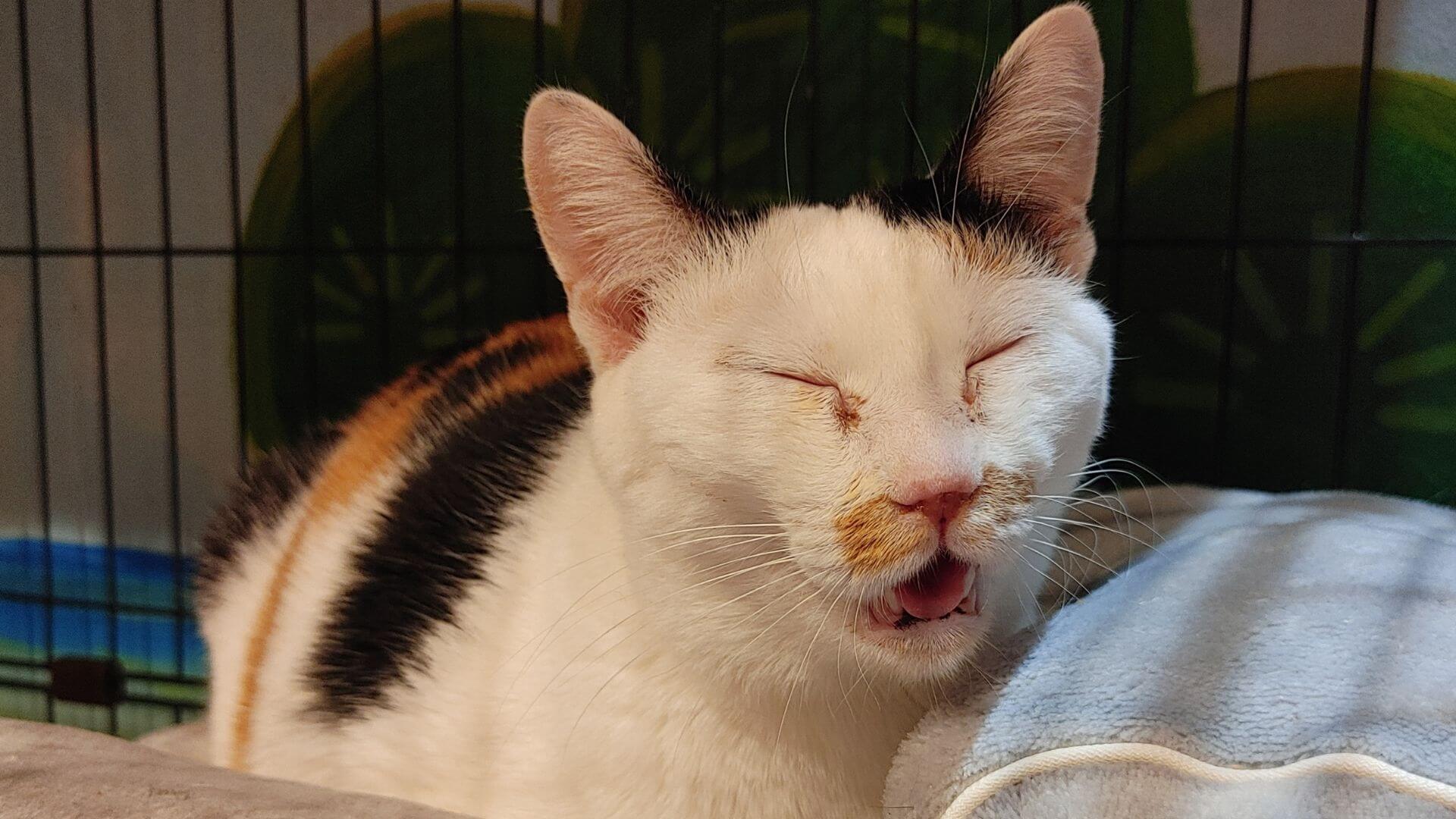 プッチ様専用、幅広シュシュカメリア柄(ホワイト)わんちゃん猫ちゃん用