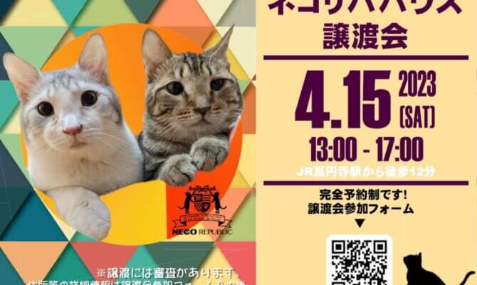 【✨お一人暮らしでも！ご高齢の方でも！飼育未経験の方でも！保護猫との暮らしを諦めないで！！✨】