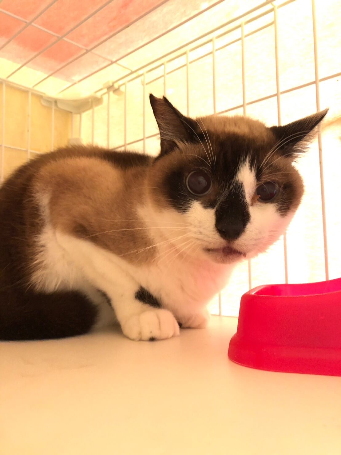 ユリ雄【お茶の水】 | ネコリパブリック｜日本の猫の殺処分をゼロに！