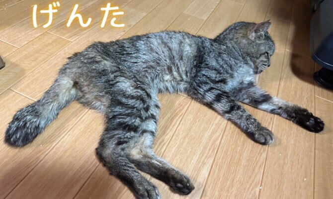 ５０匹多頭飼育崩壊全頭レスキューのための緊急カンパのお願い