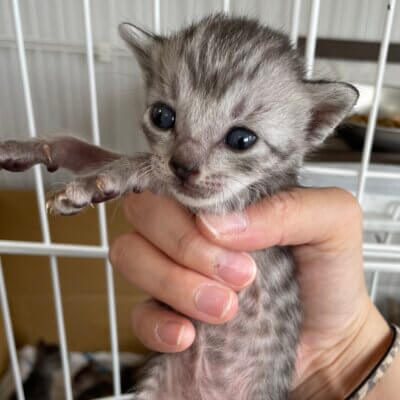 ルカ←春雨【ネコリパハウス大阪泉佐野】