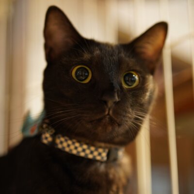 ボンド【大阪ねこ浴場】