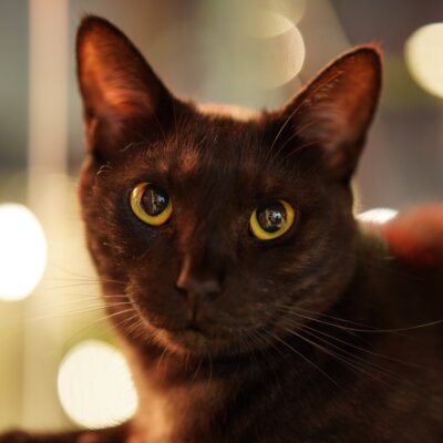                                ロイド【大阪ねこ浴場】