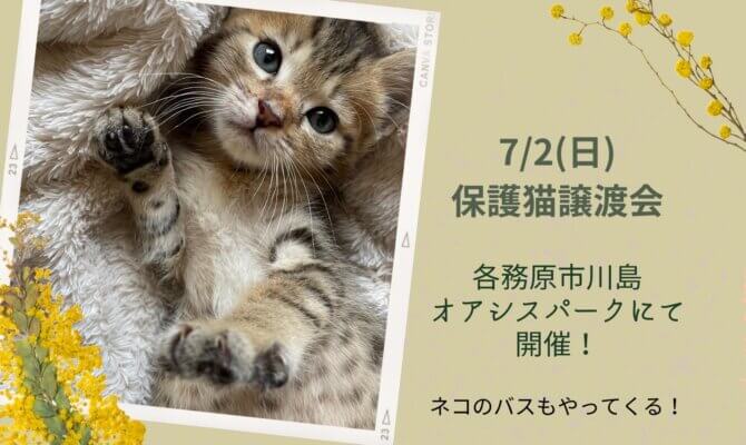 7月2日（日）！岐阜県最大級　子猫＆保護猫譲渡会!　春生まれの元気いっぱい子猫が集合！