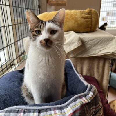                                 カヌレ【滋賀】→おもち