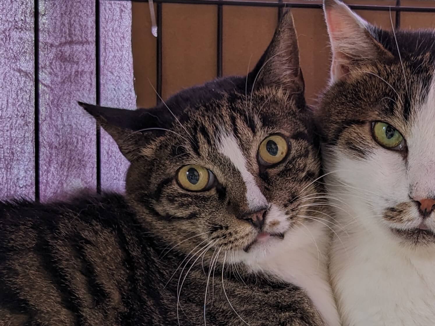 マイキー🍎【お茶の水】 | ネコリパブリック｜日本の猫の殺処分をゼロに！