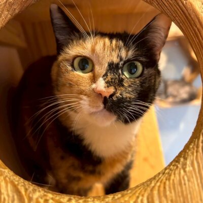 てまり【飛騨】