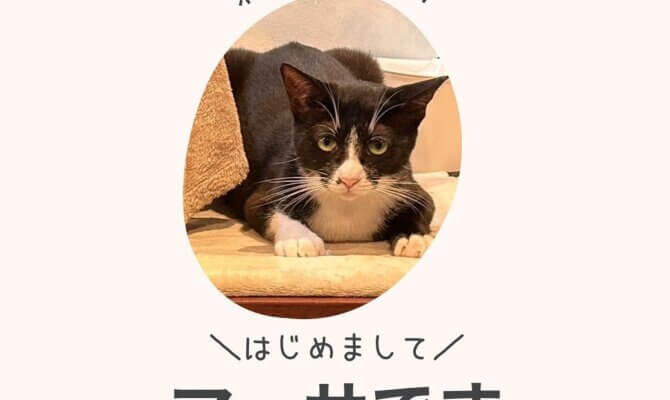 新猫マーサちゃん入国のお知らせ🎉