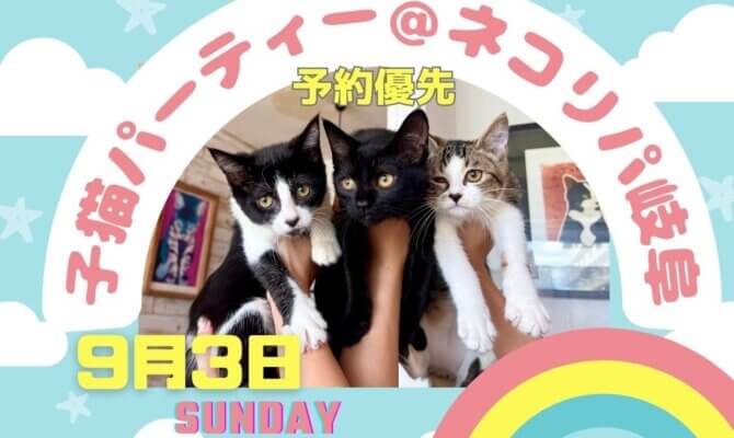 9月３日 子猫パーティー＠ネコリパ岐阜　初開催！ネコリパ岐阜にスリゴロの可愛い子猫達がやってくる　限定８組様のみ参加可能！ご予約をお早めに！