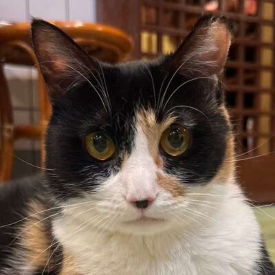                                 江(ごう)→こまち【大阪ねこ浴場】