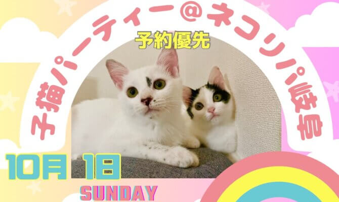 10月1日 子猫パーティー＠ネコリパ岐阜　スリゴロの可愛い子猫達がやってくる　先着限定8組様のみ参加可能！