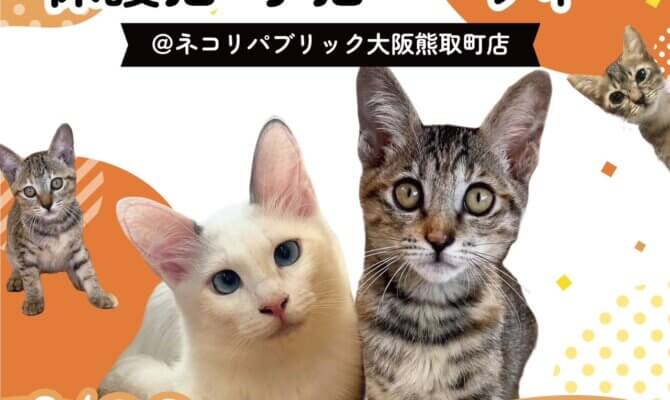 9月23日　大阪泉州最大級の子猫譲渡会 inネコリパ熊取町店