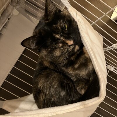 きんとん【滋賀店】