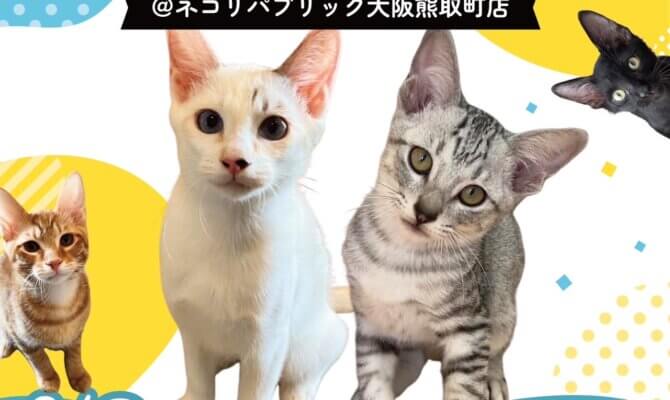 9月9日　子猫パーティーinネコリパブリック大阪熊取町店