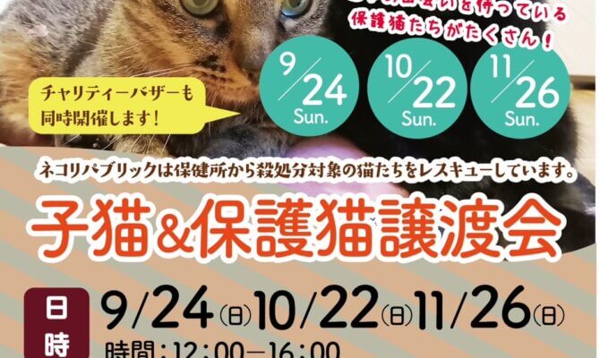 9月24日開催！岐阜県最大級　子猫＆保護猫譲渡会！保健所からレスキューした子たちの命のバトンを繋ぎませんか？