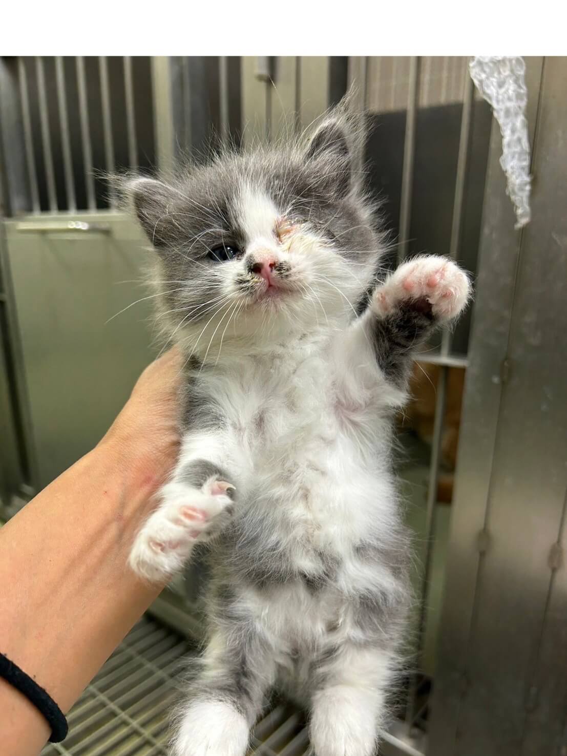 バーバリー 猫まとめ なわばりあらそい”をコンセプトにしたフィギュアゲームがガシャポンに