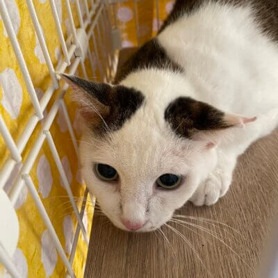フィーゴ【ちびびの森シェルター】