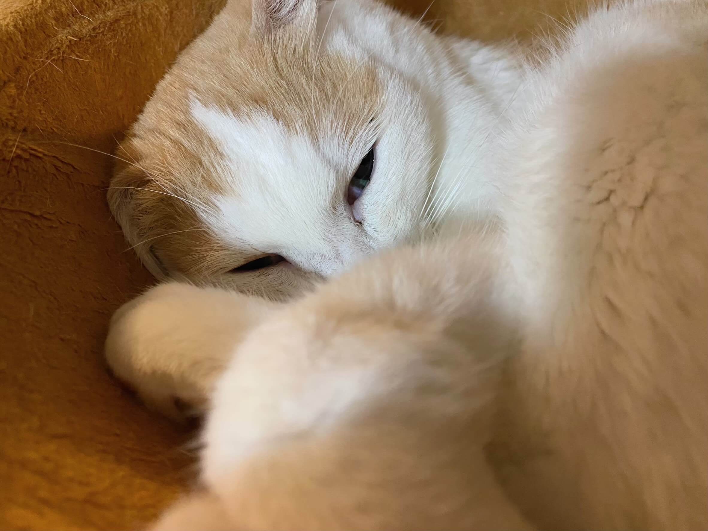 てる【お茶の水】 | ネコリパブリック｜日本の猫の殺処分をゼロに！
