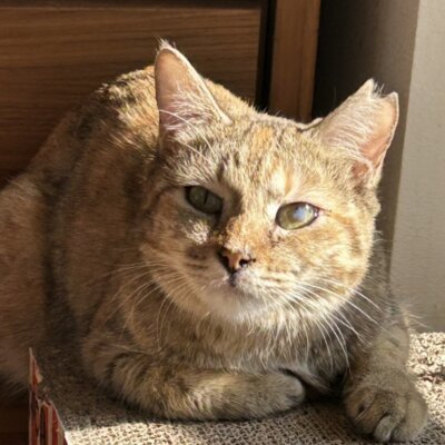                                 クスクス【谷中店】