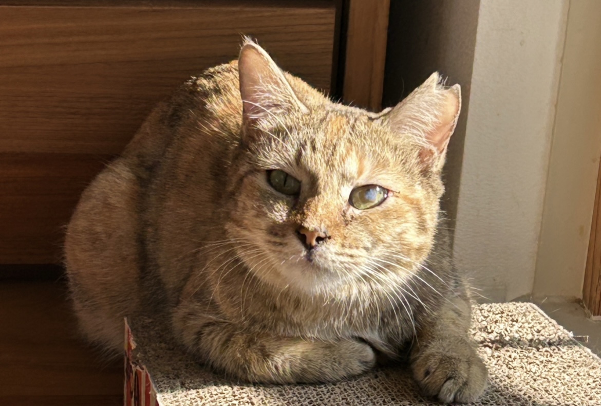 茶色の猫、ビスクドル 【公式通販】