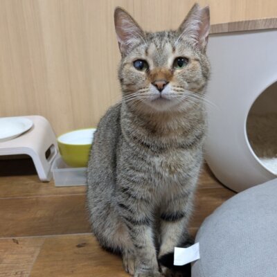                                 グラタン【谷中店】