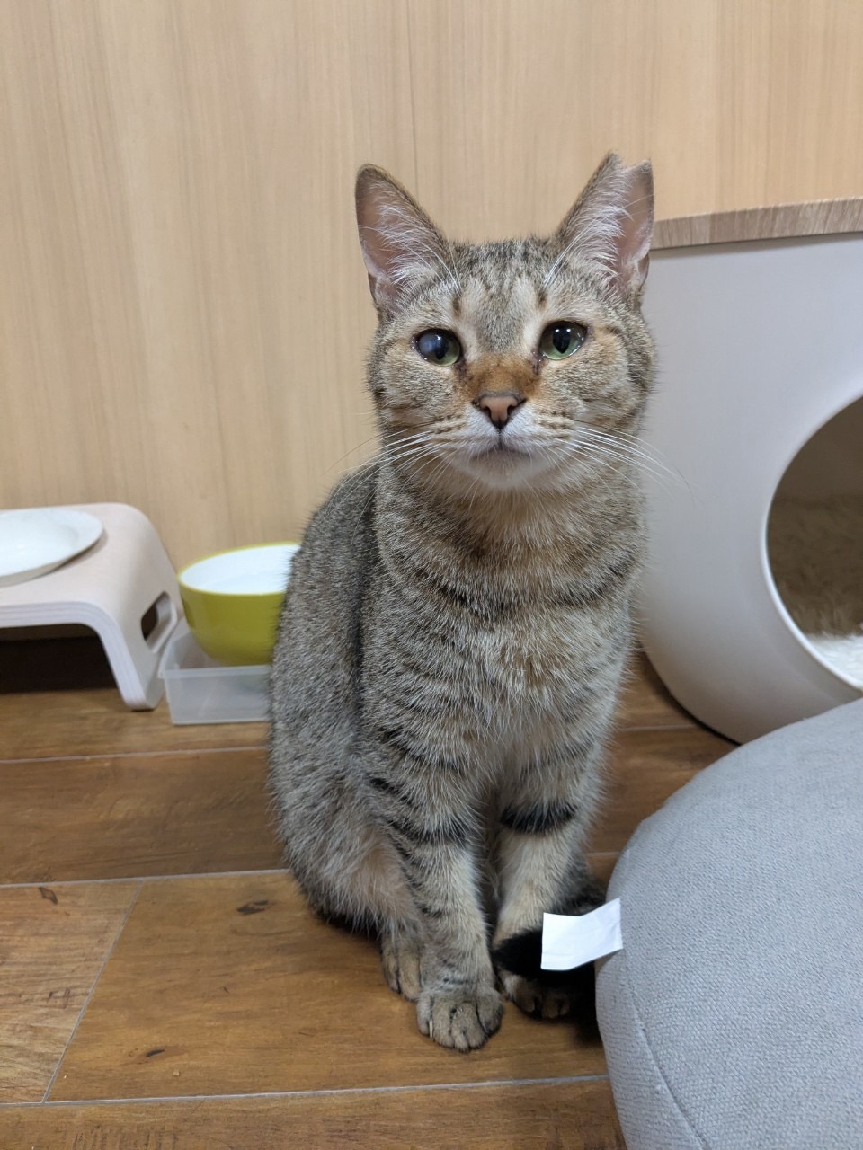グラタン【お茶の水】→ほたる | ネコリパブリック｜日本の猫の殺処分