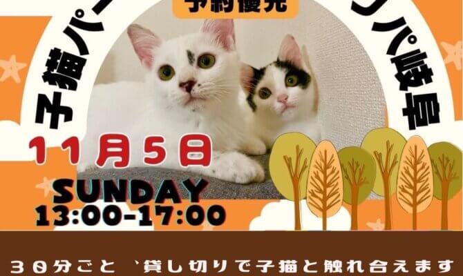 11月5日 子猫パーティー＠ネコリパ岐阜　元気いっぱい可愛い子猫が集合！保護猫活動の一員に！限定8組！