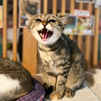 【お茶の水〜ぐり〜】