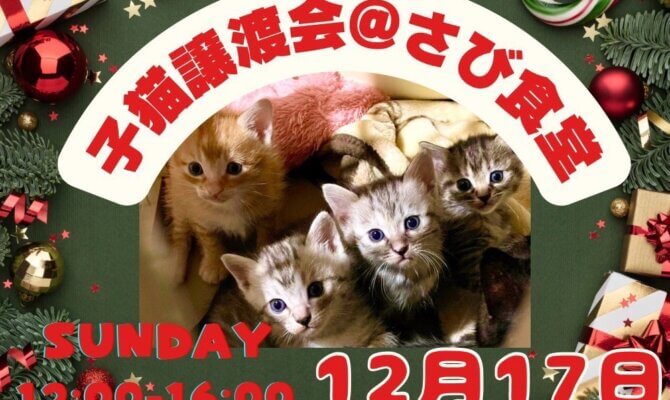12月17日開催！岐阜県最大級　子猫＆保護猫譲渡会！保護猫に「家族」というクリスマスプレゼントを…🎄