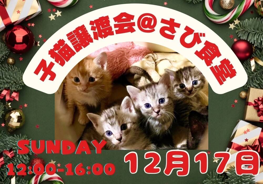 12月17日開催！岐阜県最大級 子猫＆保護猫譲渡会！保護猫に「家族