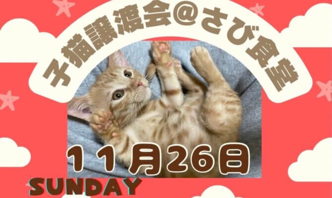 11月26日開催！岐阜県最大級　子猫＆保護猫譲渡会！新しい家族と運命の出会いを！