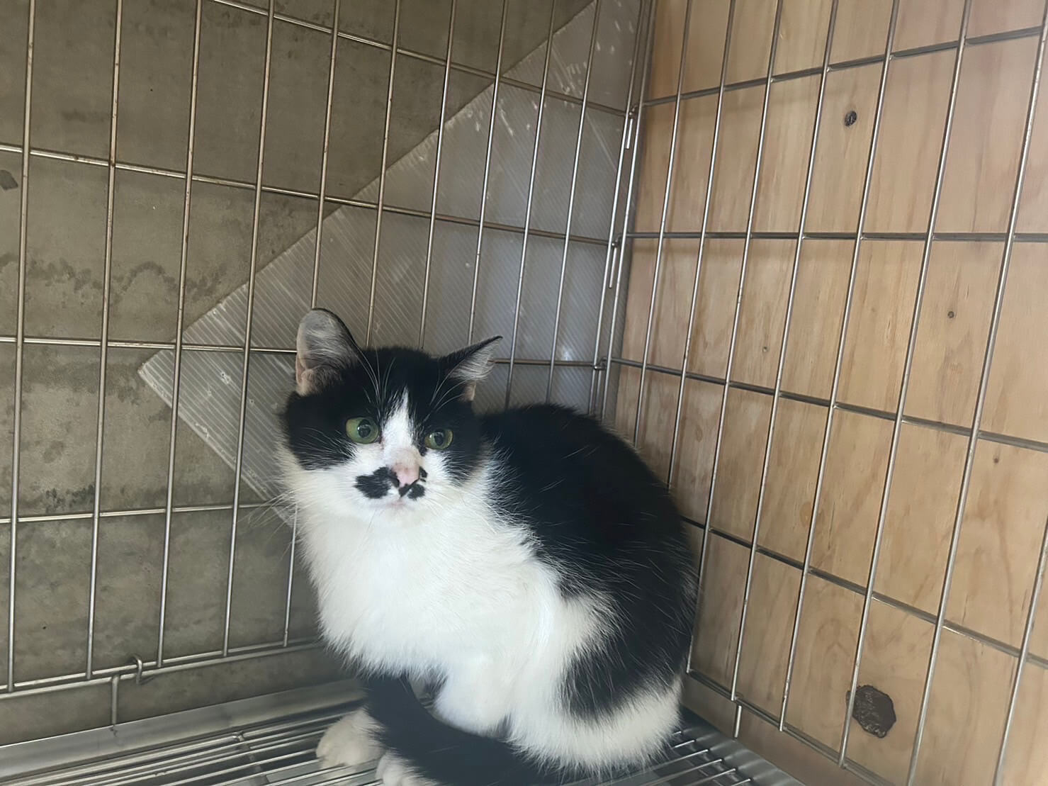 ちゃんぽん【お茶の水店】 | ネコリパブリック｜日本の猫の殺処分を