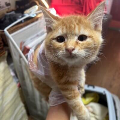                                 クリス【岐阜店】→チカ
