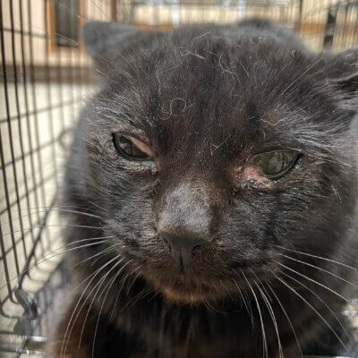 きゅるるん【ちびびの森シェルター】
