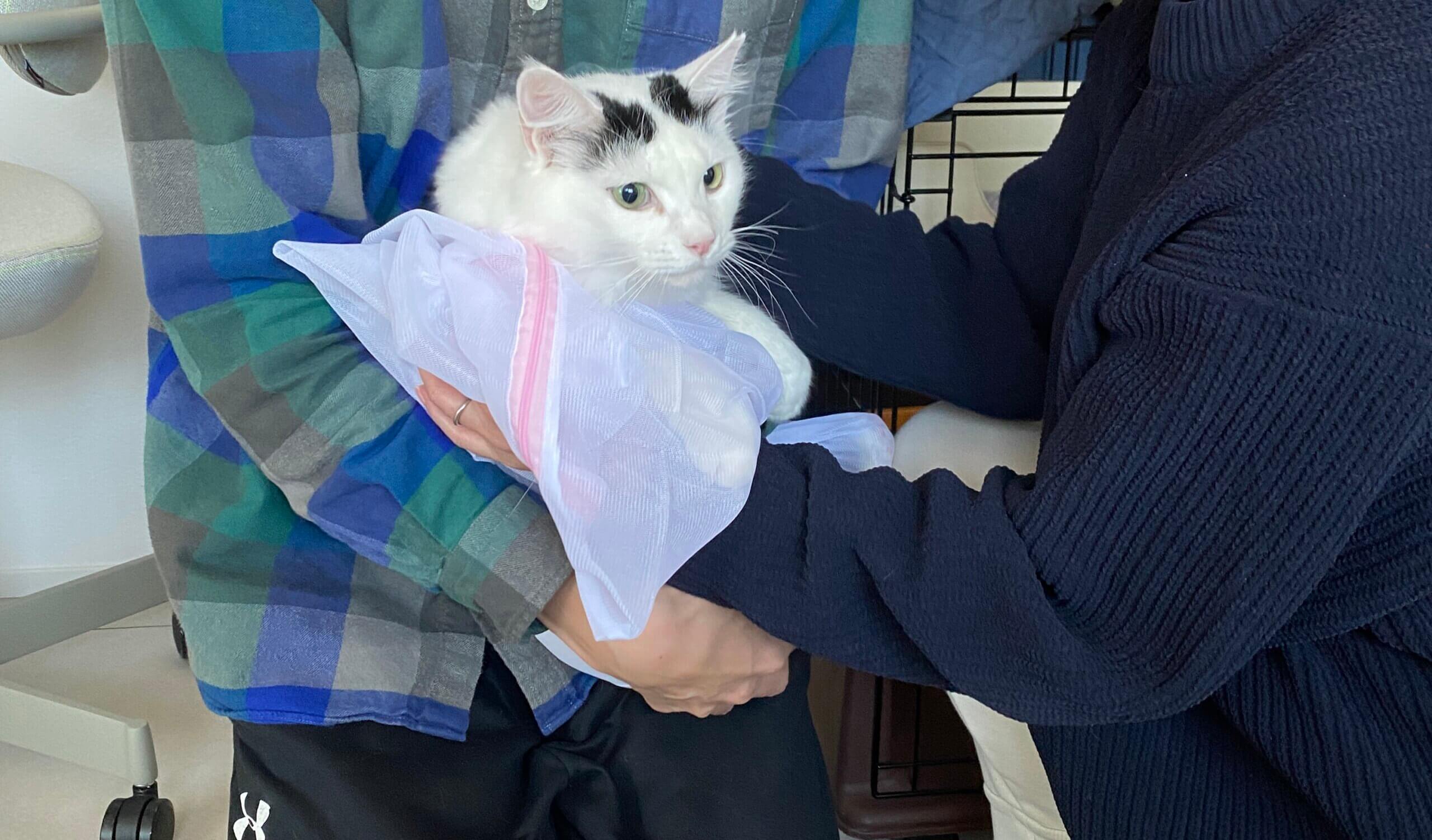 白黒長毛チェス！トライアルへ出発！ | ネコリパブリック｜日本の猫の