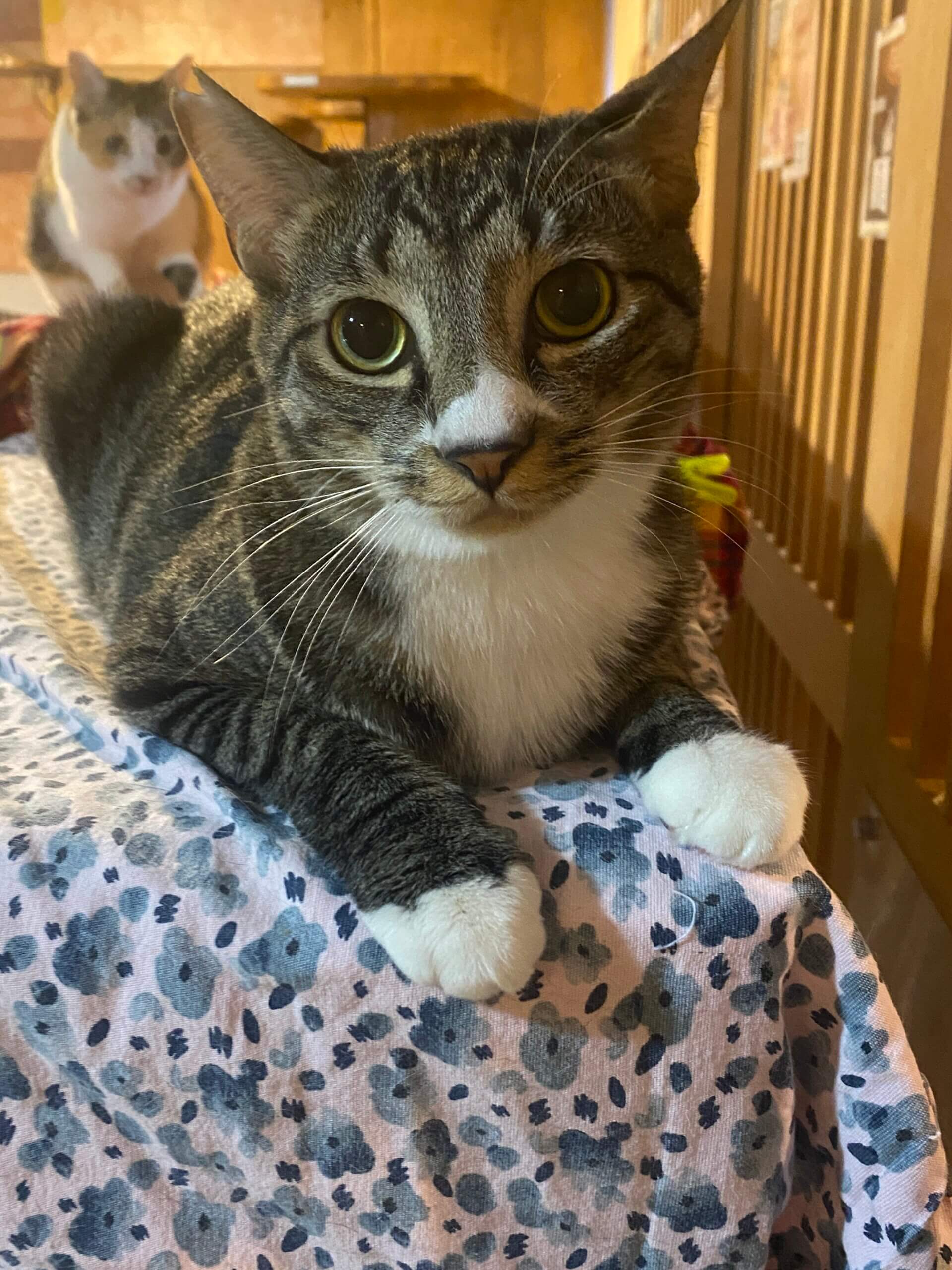 お茶の水店】~だんご~ | ネコリパブリック｜日本の猫の殺処分をゼロに！