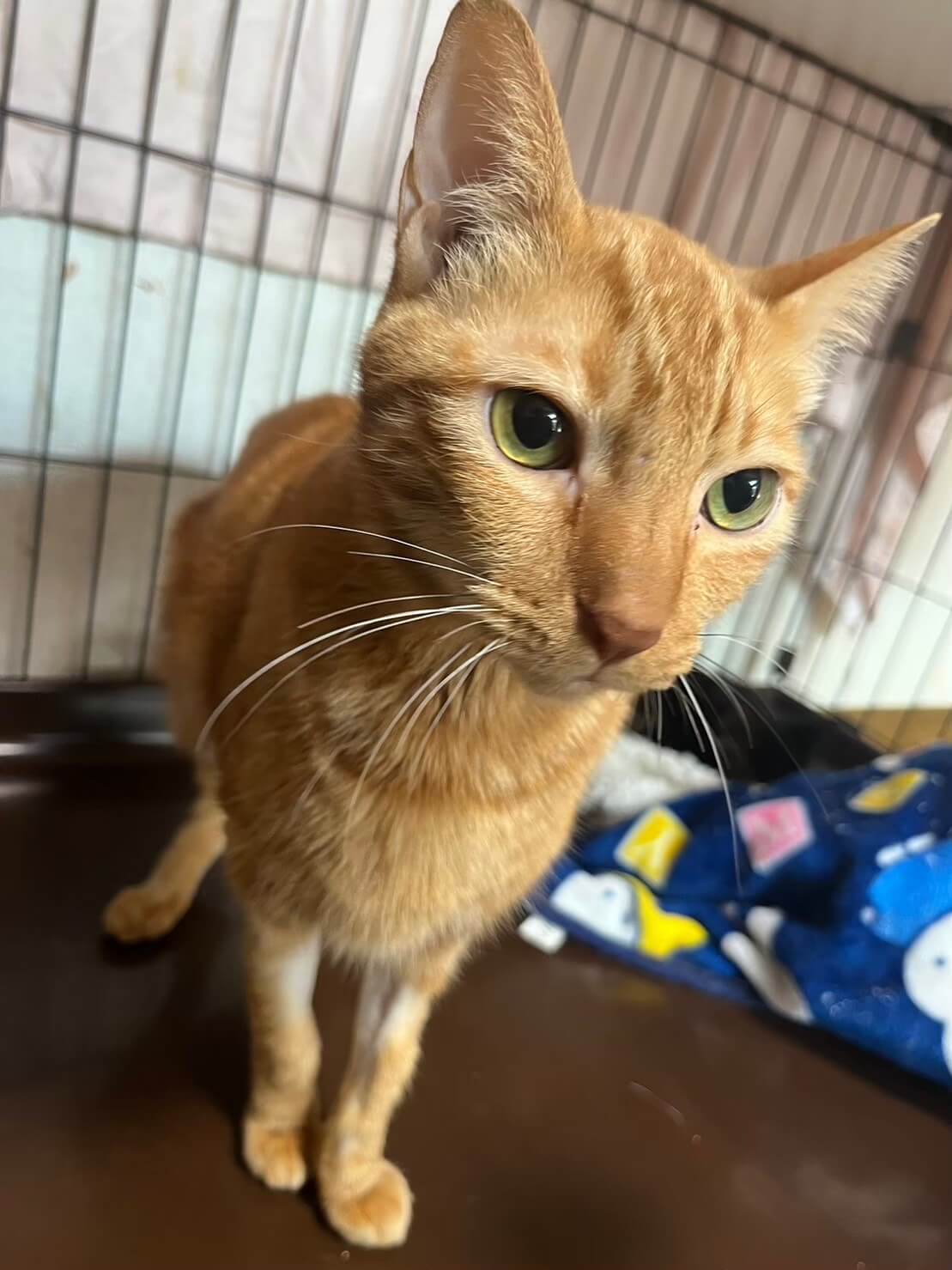 ブリキの猫とはと 1970s PUZZLE CAT ゼンマイ式 パズル猫 外箱付き | ブリキのおもちゃ