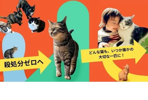 どんな猫も、いつか誰かの大切な一匹に！ 保護された猫達を飼育管理し、ずっとの家族につなげる仕組みを作り殺処分ゼロを目指す！