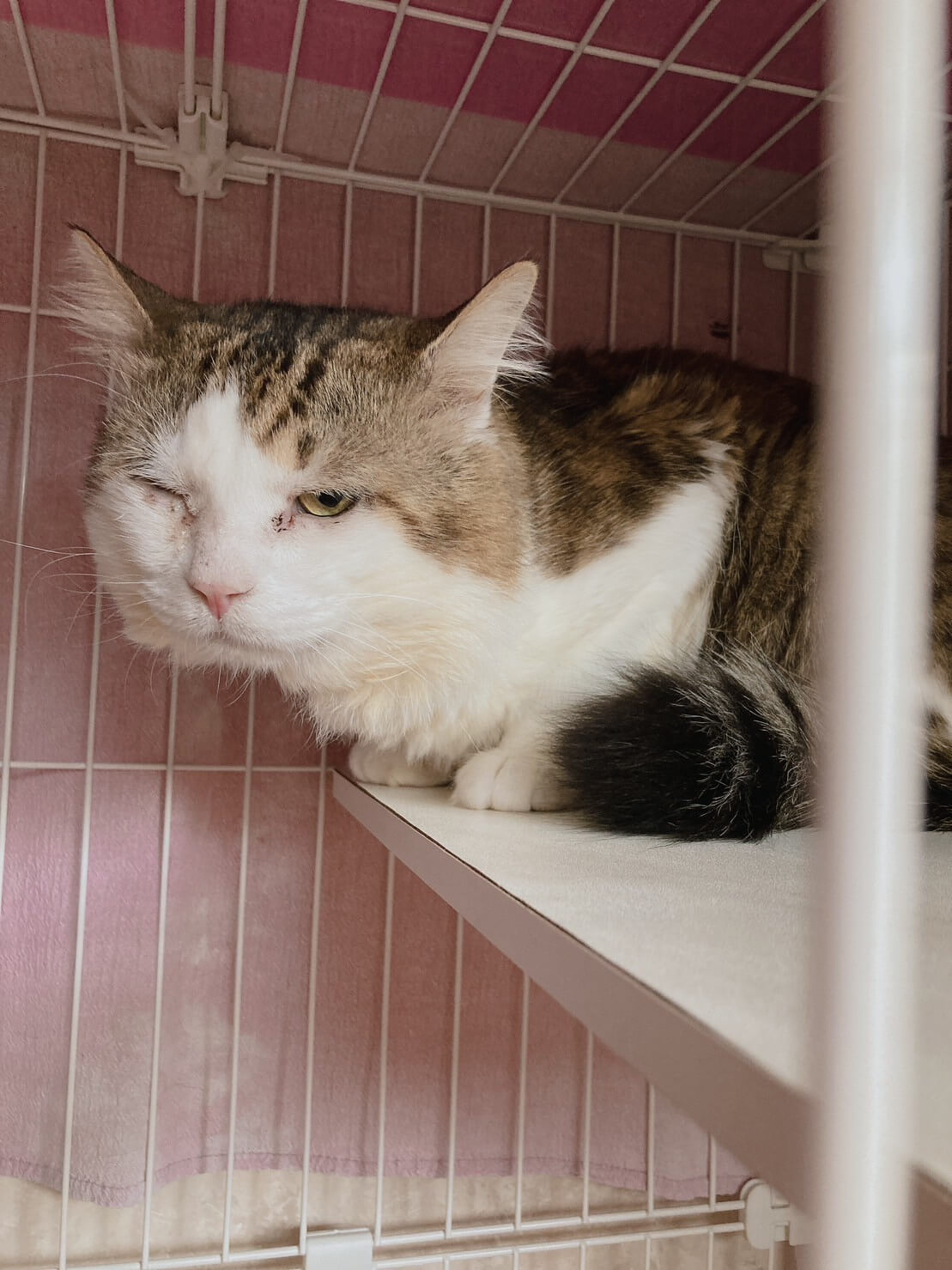 新之介【お茶の水】 | ネコリパブリック｜日本の猫の殺処分をゼロに！