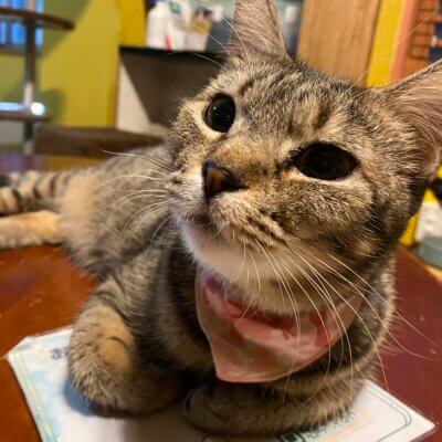                                 ダウト【お茶の水】→ラプラス