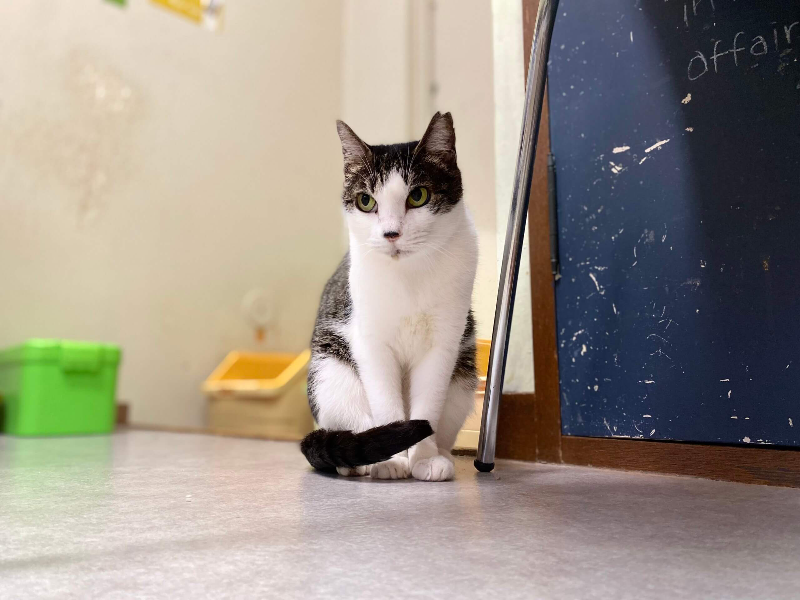 ちまき🍎【お茶の水】 | ネコリパブリック｜日本の猫の殺処分をゼロに！